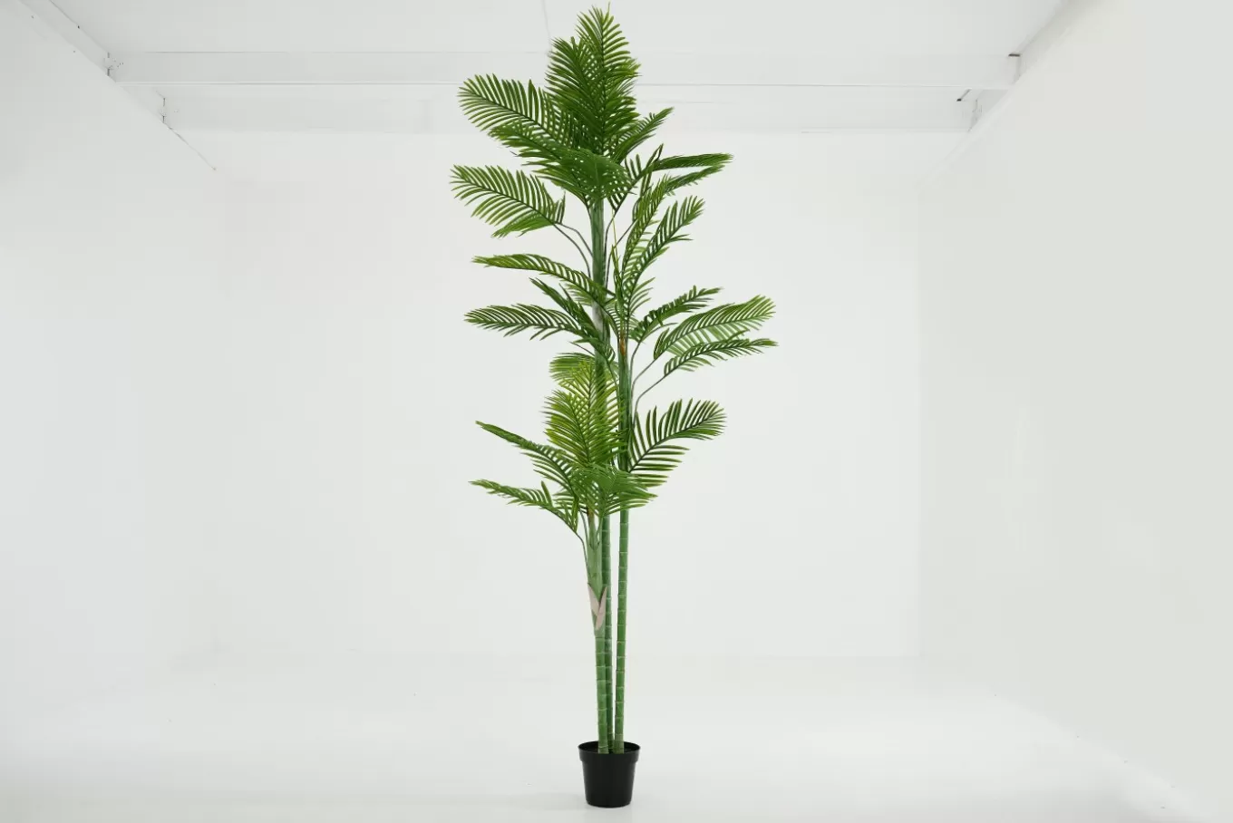 Clearance ARECA PALM, plante Jeux De Société Et Lifestyle | Décoration